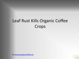 Leaf Rust Kills Organic Coffee
            Crops




By www.buyorganiccoffee.org
 