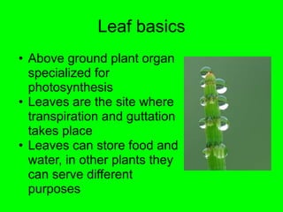 Leaf basics 
• Above ground plant organ 
specialized for 
photosynthesis 
• Leaves are the site where 
transpiration and guttation 
takes place 
• Leaves can store food and 
water, in other plants they 
can serve different 
purposes 
 