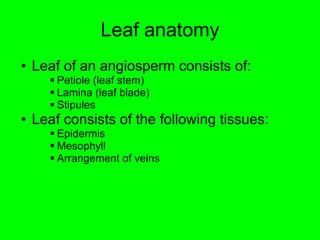 Leaf anatomy 
• Leaf of an angiosperm consists of: 
 Petiole (leaf stem) 
 Lamina (leaf blade) 
 Stipules 
• Leaf consists of the following tissues: 
 Epidermis 
 Mesophyll 
 Arrangement of veins 
 
