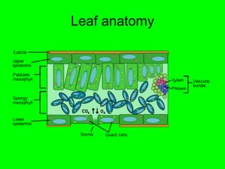 Leaf anatomy 
 