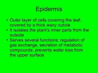 Epidermis 
• Outer layer of cells covering the leaf, 
covered by a thick waxy cuticle 
• It isolates the plant’s inner parts from the 
outside 
• Serves several functions: regulation of 
gas exchange, secretion of metabolic 
compounds, prevents water loss from 
the upper surface 
 
