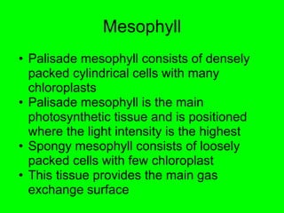 Mesophyll 
• Palisade mesophyll consists of densely 
packed cylindrical cells with many 
chloroplasts 
• Palisade mesophyll is the main 
photosynthetic tissue and is positioned 
where the light intensity is the highest 
• Spongy mesophyll consists of loosely 
packed cells with few chloroplast 
• This tissue provides the main gas 
exchange surface 
 