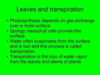 Leaves and transpiration 
• Photosynthesis depends on gas exchange 
over a moist surface. 
• Spongy mesophyll cells provide this 
surface 
• Water often evaporates from the surface 
and is lost and this process is called 
transpiration 
• Transpiration is the loss of water vapor 
from the leaves and stems of plants 
 