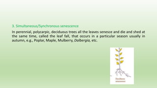 3. Simultaneous/Synchronous senescence
In perennial, polycarpic, deciduous trees all the leaves senesce and die and shed at
the same time, called the leaf fall, that occurs in a particular season usually in
autumn, e.g., Poplar, Maple, Mulberry, Dalbergia, etc.
 