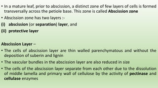 • In a mature leaf, prior to abscission, a distinct zone of few layers of cells is formed
transversally across the petiole base. This zone is called Abscission zone
• Abscission zone has two layers :-
(i) abscission (or separation) layer, and
(ii) protective layer
Abscission Layer –
• The cells of abscission layer are thin walled parenchymatous and without the
deposition of suberin and lignin
• The vascular bundles in the abscission layer are also reduced in size
• The cells of the abscission layer separate from each other due to the dissolution
of middle lamella and primary wall of cellulose by the activity of pectinase and
cellulase enzymes
 