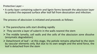 Protective Layer –
• A corky layer containing suberin and lignin forms beneath the abscission layer
to protect the exposed surface after leaf fall from dessication and infection.
The process of abscission is initiated and proceeds as follows:
 The parenchyma cells start dividing rapidly
 They secrete a layer of suberin in the walls nearest the stem
 The middle lamella, cell walls and the cells of the abscission zone dissolve
(enzymatic degradation)
 Detachment of leaf – at this stage, the petiole remains attached to the stem
by vascular elements only. But due to its own weight and the wind force, the
leaf is detached from the stem
 