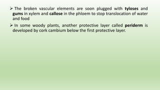  The broken vascular elements are soon plugged with tyloses and
gums in xylem and callose in the phloem to stop translocation of water
and food
 In some woody plants, another protective layer called periderm is
developed by cork cambium below the first protective layer.
 