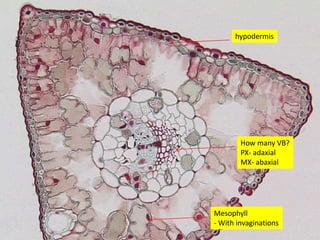 Leaf Anatomy | PPTX