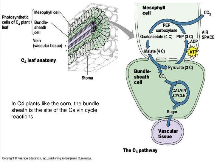 Leaf Anatomy