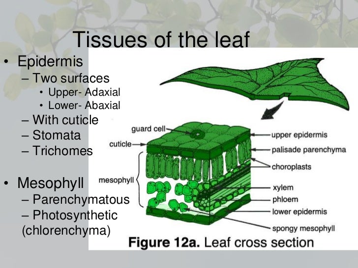 Leaf Anatomy Leaf Anatomy