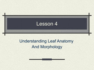 Lesson 4 Understanding Leaf Anatomy  And Morphology 