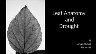 Leaf Anatomy
and
Drought
By
Arslan Ahmad
Roll no. 05
 