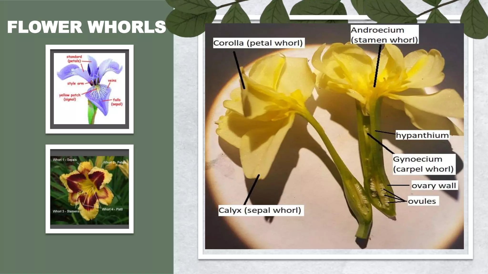 Leaf and Flower System.pptx