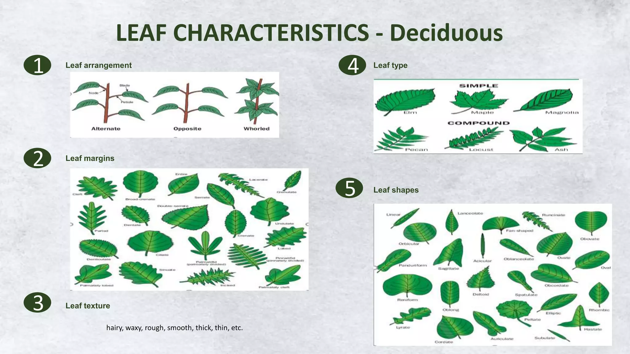 Leaf System Tree Leaf and Flower System.pptx