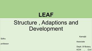 LEAF
Structure , Adaptions and
Development
Kamaljit
Sidhu
Associate
professor
Deptt. Of Botany
KCW , Civil
 