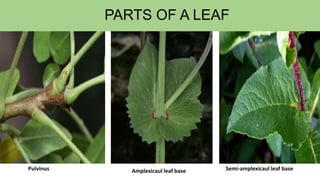 PARTS OF A LEAF
Pulvinus Amplexicaul leaf base Semi-amplexicaul leaf base
 
