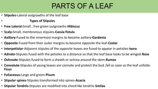 PARTS OF A LEAF
• Stipules-Lateral outgrowths of the leaf base
• Types of Stipules
• Free Lateral-Small , free green outgrowths-Hibiscus
• Scaly-Small, membranous stipules-Cassia fistula
• Axillary-Fused to the innermost margins to become axillary-Gardenia
• Opposite-Fused from their outer margins to become opposite the leaf-Castor
• Interpetiolar-Adjacent stipules of the opposite leaves are fused to appear in petioles-Ixora
• Adnate-Stipules fused with the petioles to a distance so that the leaf base looks to be winged-Rose
• Ochreate-Stipules fused to form a sheath or ochrea around the stem-Rumex
• Convolute-Stipules of young leaves are connate and protect the bud ,fall as soon as the leaf unfolds-
Ficus
• Foliaceous-Large and green-Pisum
• Stipular spines-Stipules transformed into spines-Acacia
• Stipular Tendrils-Stipules are modified into chord like tendrils-Smilax
 