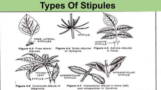 Types Of Stipules
 