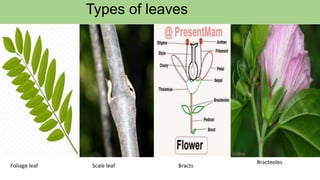 Types of leaves
Foliage leaf Scale leaf Bracts
Bracteoles
 