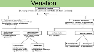 Venation
 