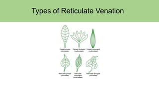 Types of Reticulate Venation
 
