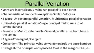 Parallel Venation
• Veins are inconspicuous ,veins run parallel to each other
• Characteristic of monocots exceptions-Smilax,Colocasia
• 2 types- Unicostate parallel venation, Multicostate parallel venation
• Unicostate parallel venation-Single principal midrib runs to of
lamina-Banana
• Palmate or Multicostate parallel-Several parallel arise from base of
the lamina
• 2 types-Convergent,Divergent
• Convergent-The principal veins converge towards the apex-Bamboo
• Divergent-The principal veins proceed toward the margins-Fan palm
 