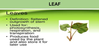 LEAF
 