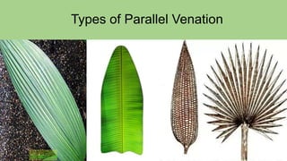 Types of Parallel Venation
 