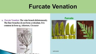 Furcate Venation
 
