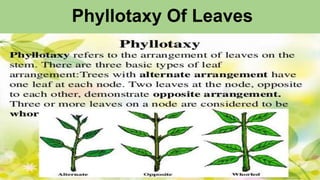 Phyllotaxy Of Leaves
 