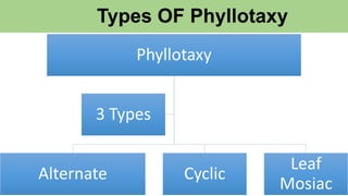 Types OF Phyllotaxy
Phyllotaxy
Alternate Cyclic
Leaf
Mosiac
3 Types
 