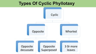 Types Of Cyclic Phyllotaxy
Cyclic
Opposite
Opposite
decussate
Opposite
Superposed
Whorled
3 0r more
leaves
 