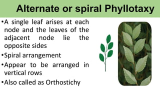 Alternate or spiral Phyllotaxy
•A single leaf arises at each
node and the leaves of the
adjacent node lie the
opposite sides
•Spiral arrangement
•Appear to be arranged in
vertical rows
•Also called as Orthostichy
 