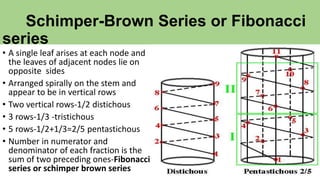 Schimper-Brown Series or Fibonacci
series
• A single leaf arises at each node and
the leaves of adjacent nodes lie on
opposite sides
• Arranged spirally on the stem and
appear to be in vertical rows
• Two vertical rows-1/2 distichous
• 3 rows-1/3 -tristichous
• 5 rows-1/2+1/3=2/5 pentastichous
• Number in numerator and
denominator of each fraction is the
sum of two preceding ones-Fibonacci
series or schimper brown series
 