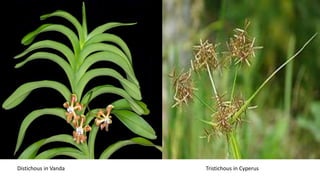 Distichous in Vanda Tristichous in Cyperus
 