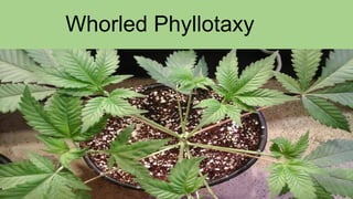 Whorled Phyllotaxy
 
