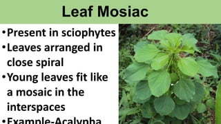 Leaf Mosiac
•Present in sciophytes
•Leaves arranged in
close spiral
•Young leaves fit like
a mosaic in the
interspaces
 