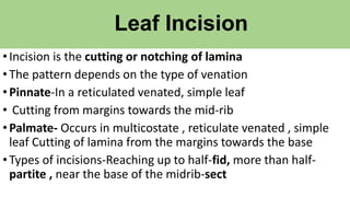 Leaf Incision
•Incision is the cutting or notching of lamina
•The pattern depends on the type of venation
•Pinnate-In a reticulated venated, simple leaf
• Cutting from margins towards the mid-rib
•Palmate- Occurs in multicostate , reticulate venated , simple
leaf Cutting of lamina from the margins towards the base
•Types of incisions-Reaching up to half-fid, more than half-
partite , near the base of the midrib-sect
 
