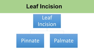 Leaf Structure | PPTX