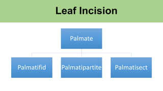 Leaf Incision
Palmate
Palmatifid Palmatipartite Palmatisect
 