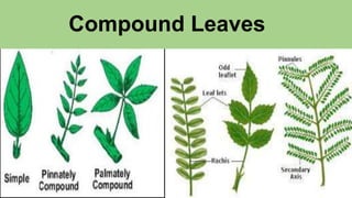 Compound Leaves
 