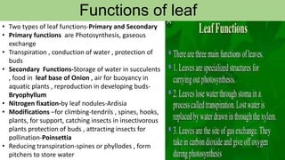 Functions of leaf
• Two types of leaf functions-Primary and Secondary
• Primary functions are Photosynthesis, gaseous
exchange
• Transpiration , conduction of water , protection of
buds
• Secondary Functions-Storage of water in succulents
, food in leaf base of Onion , air for buoyancy in
aquatic plants , reproduction in developing buds-
Bryophyllum
• Nitrogen fixation-by leaf nodules-Ardisia
• Modifications –for climbing-tendrils , spines, hooks,
plants, for support, catching insects in insectivorous
plants protection of buds , attracting insects for
pollination-Poinsettia
• Reducing transpiration-spines or phyllodes , form
pitchers to store water
 