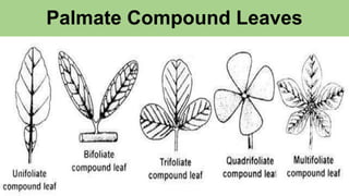Palmate Compound Leaves
 