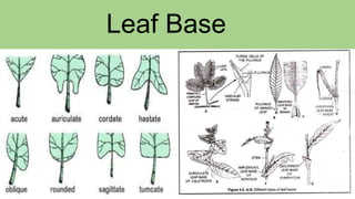 Leaf Base
 