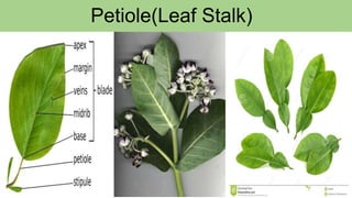 Petiole(Leaf Stalk)
 