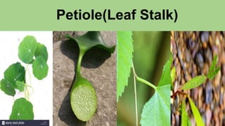 Petiole(Leaf Stalk)
 