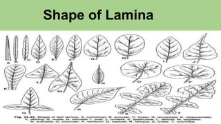 Shape of Lamina
 