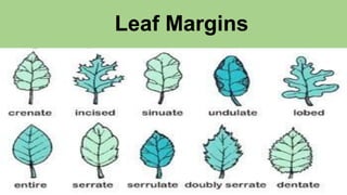 Leaf Margins
 