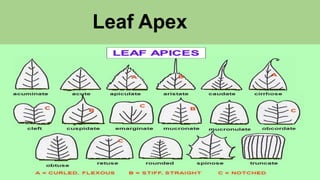 Leaf Apex
 