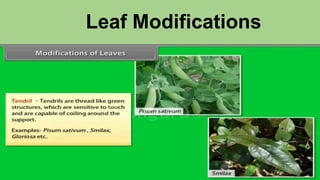 Leaf Modifications
 